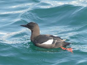 Black Guillemot